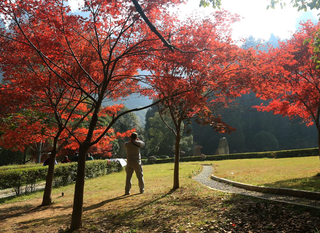 枫叶正红