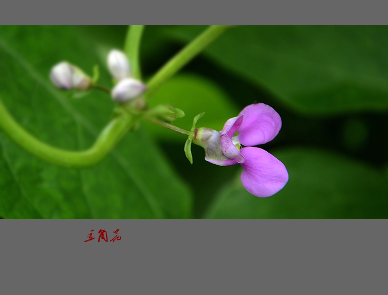 田园纪实·豆角花