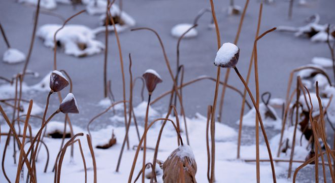 荷殇----薄雪