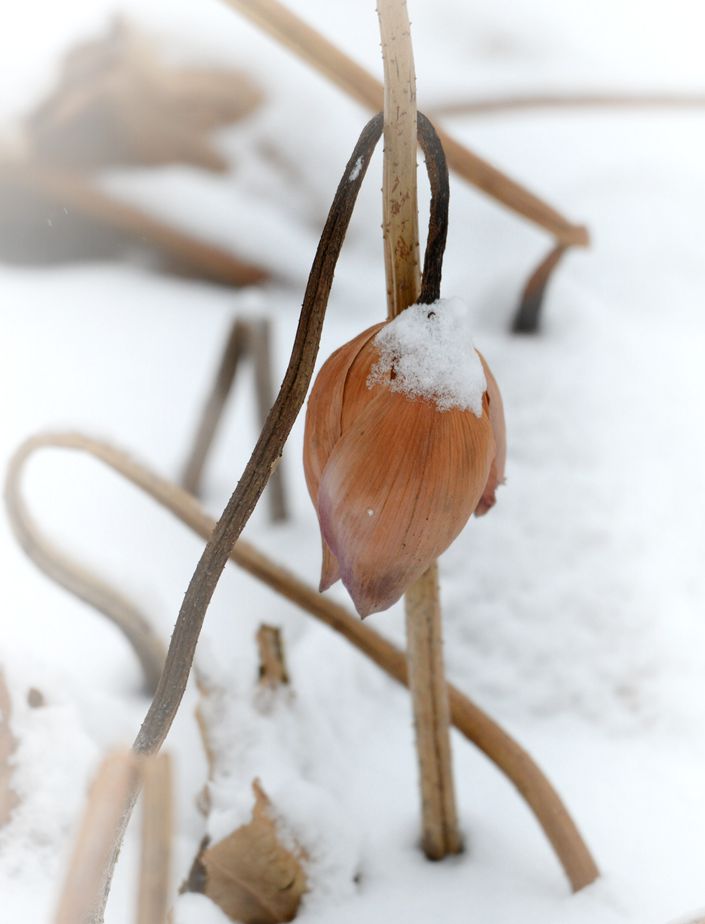 荷殇----傲雪