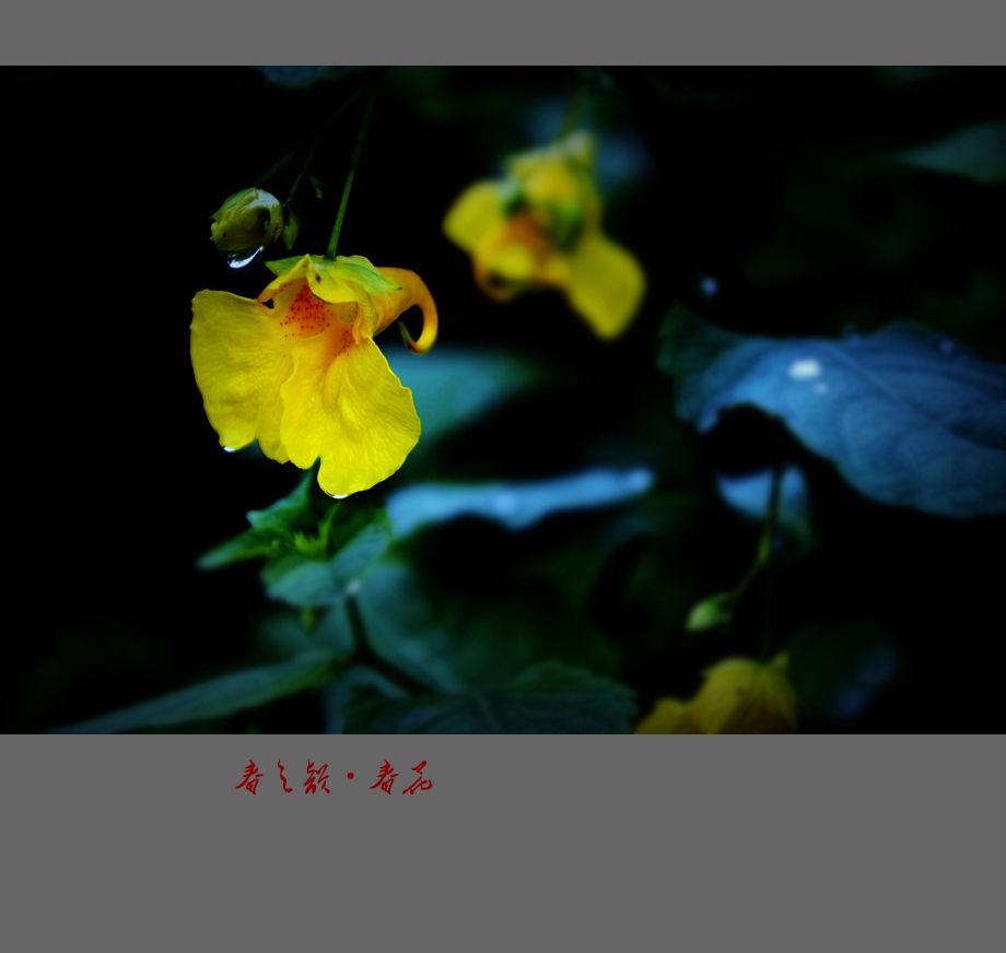 春之韵·春花