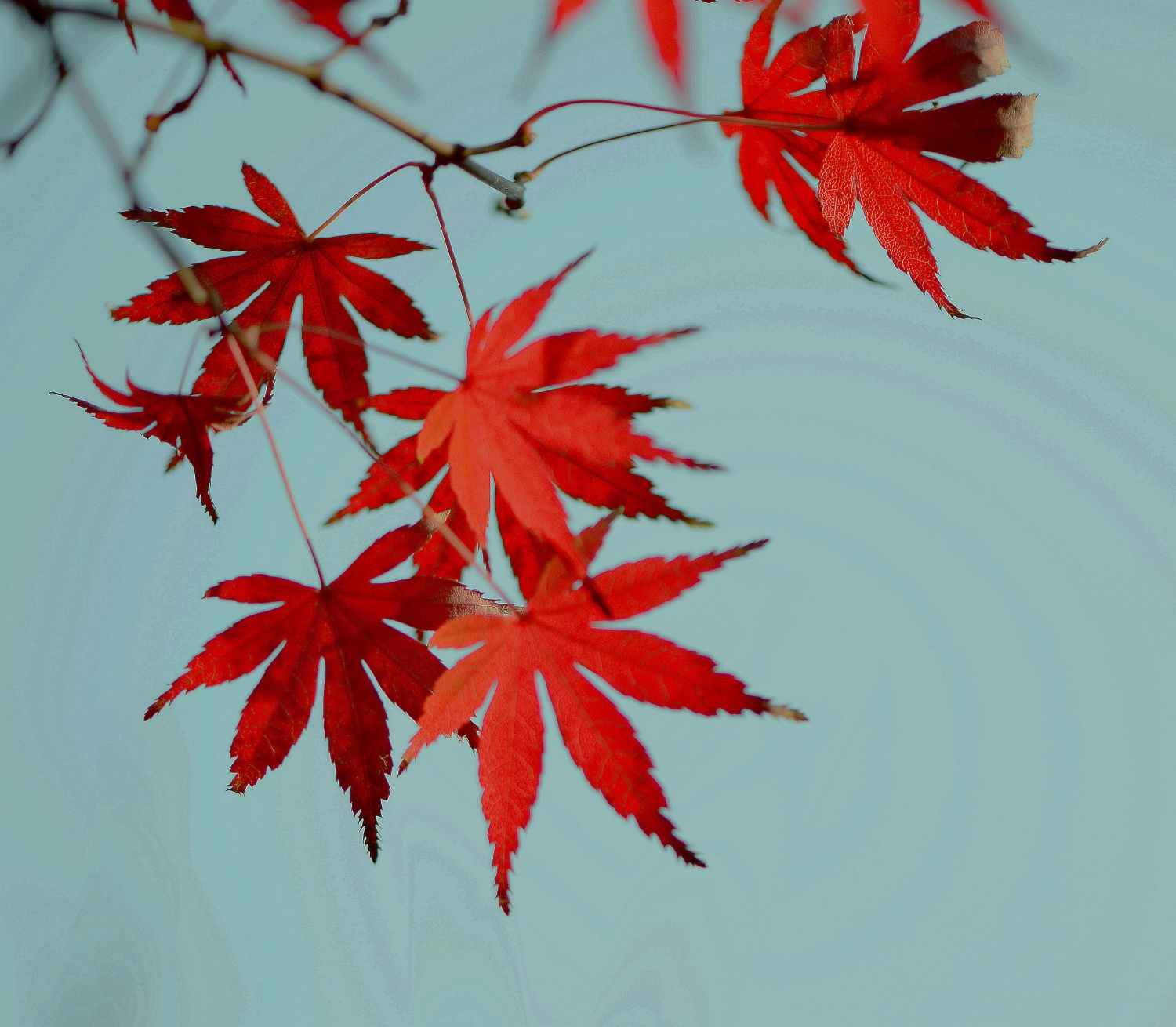 秋叶姿色5