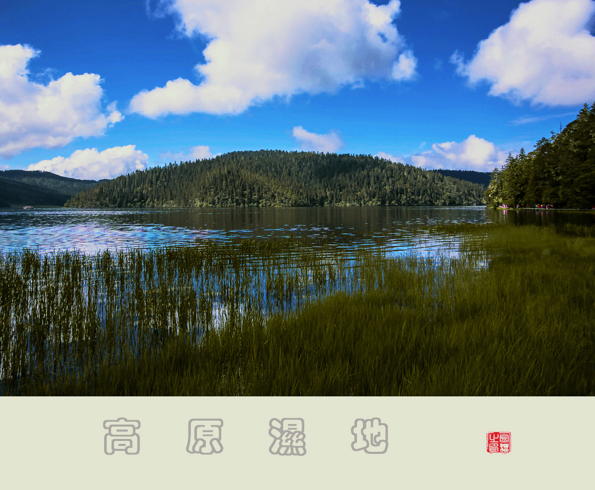 湿地