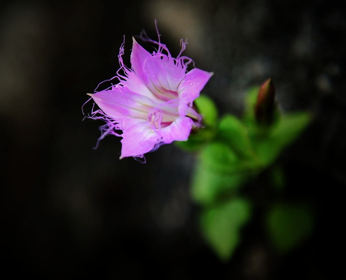 路边的野花