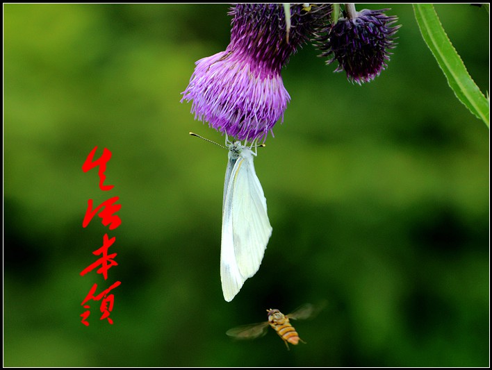 生活本领