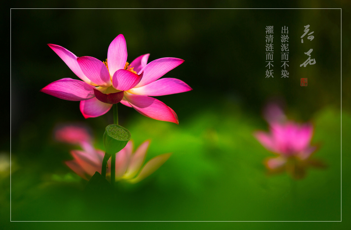 荷