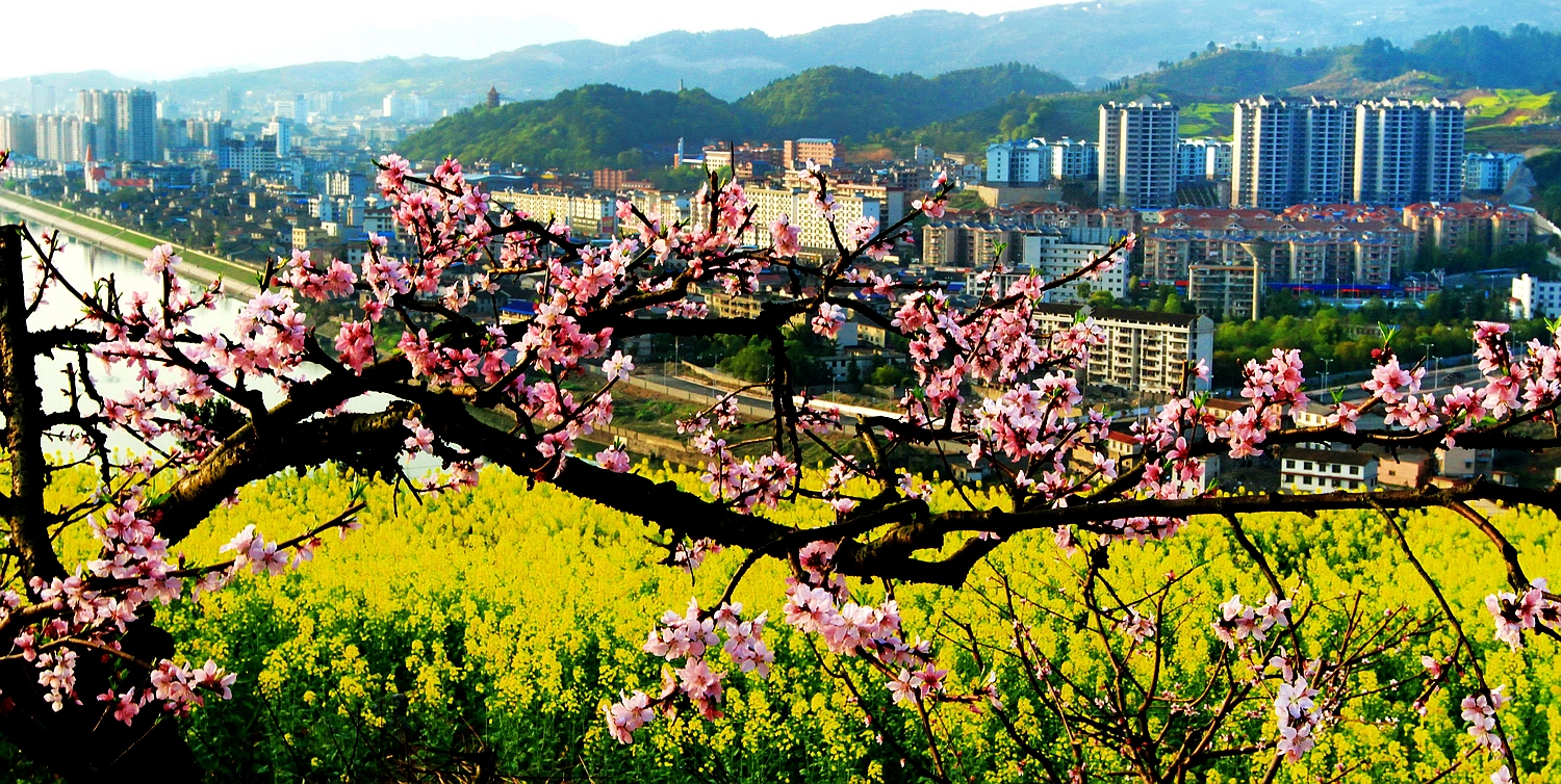 桃花怒放渡船坡