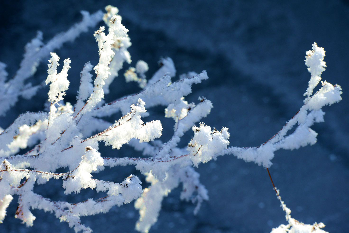 雪魂