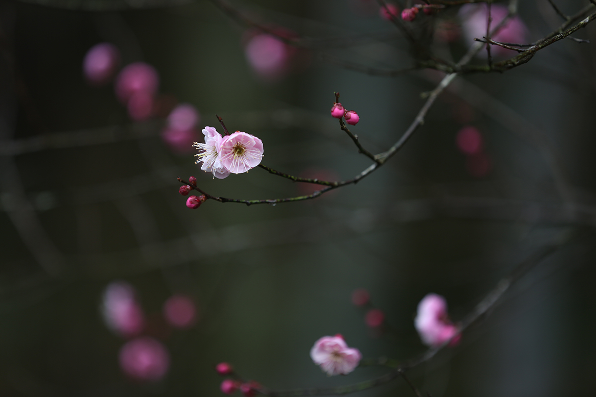 咏梅·组图5