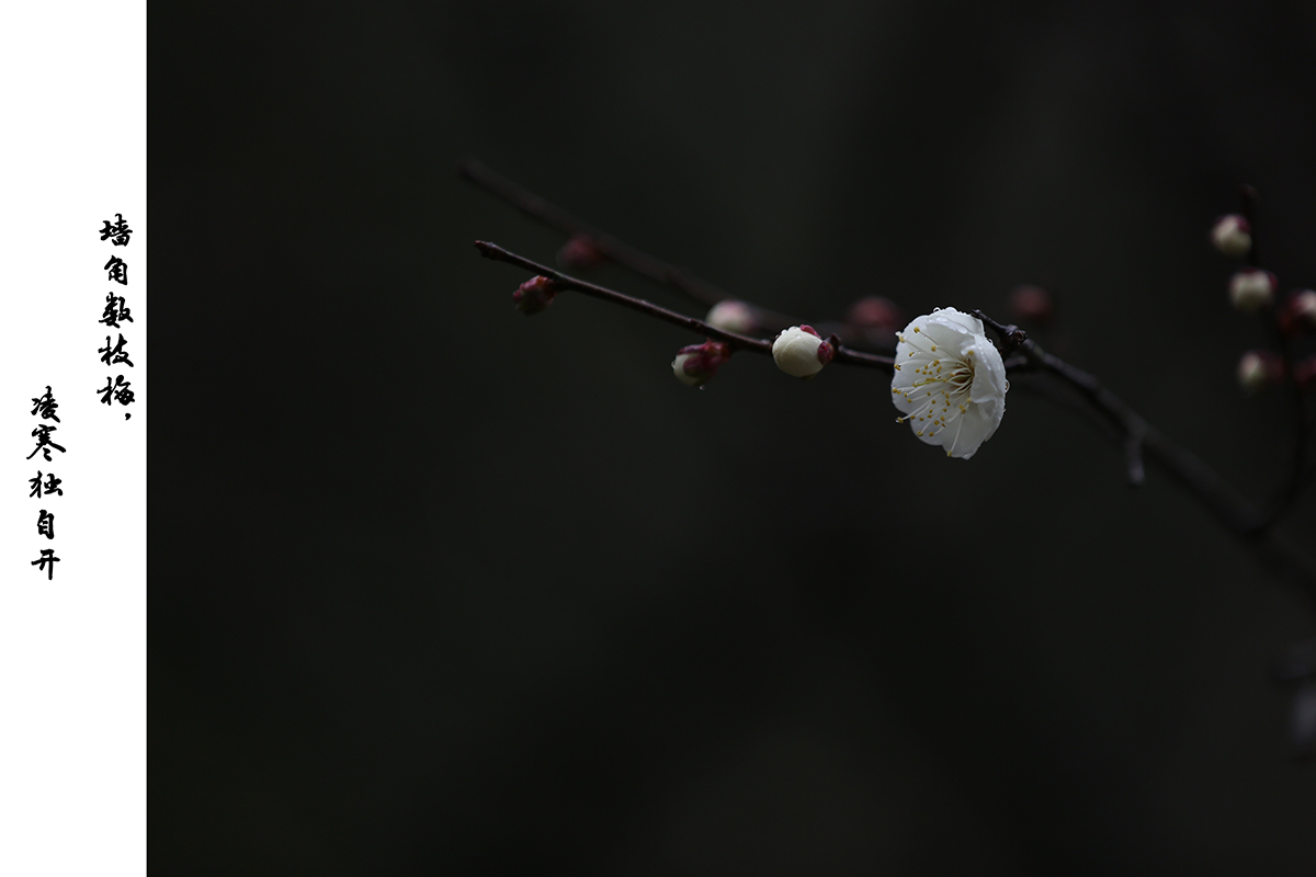 咏梅·组图1