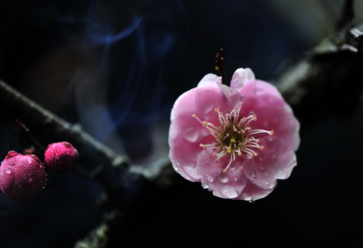 雨中梅《组照》