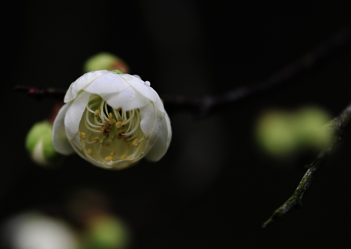 雨中梅《组照》