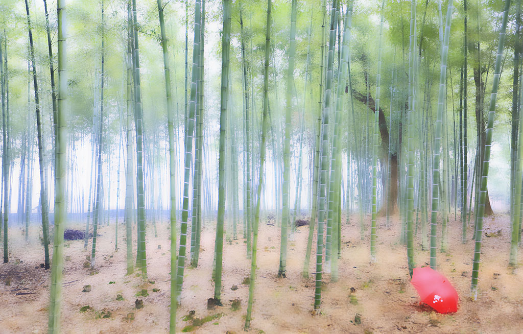 竹林寻梦