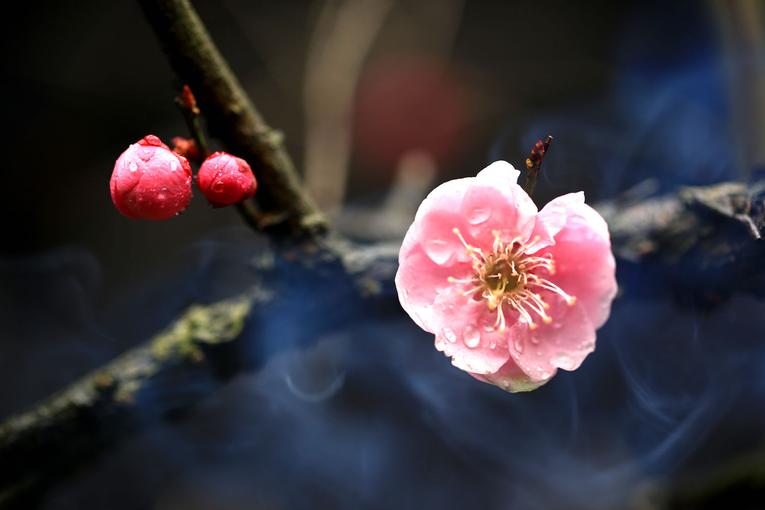 梅花