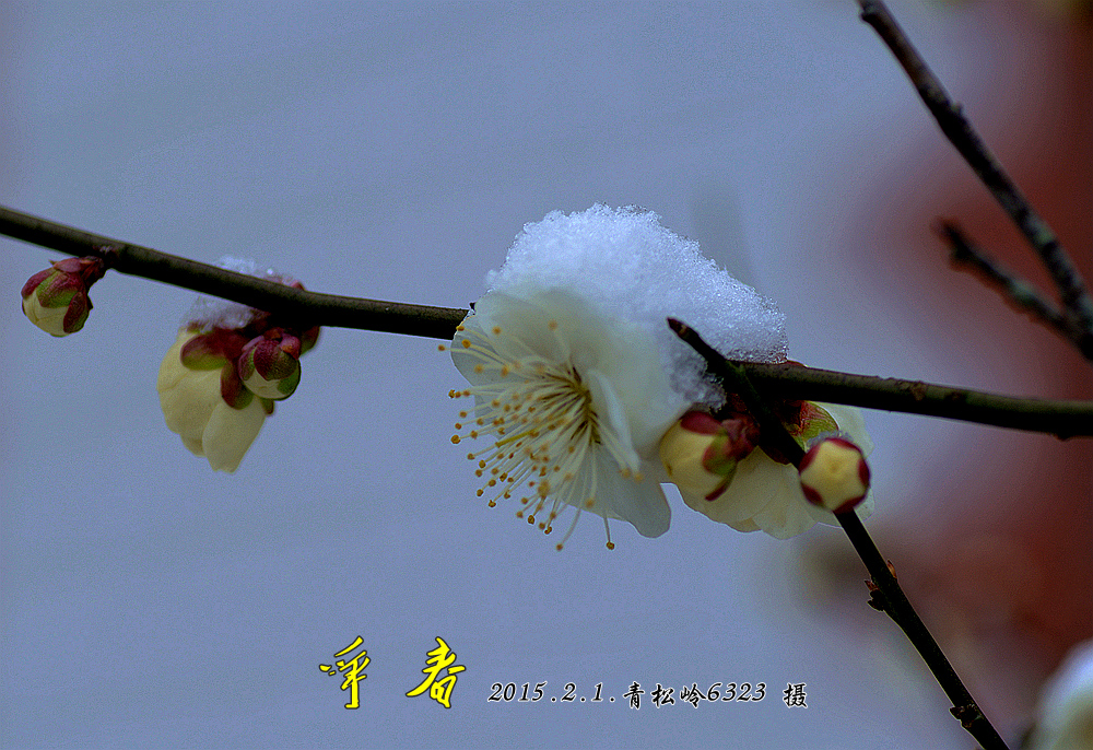 争  春
