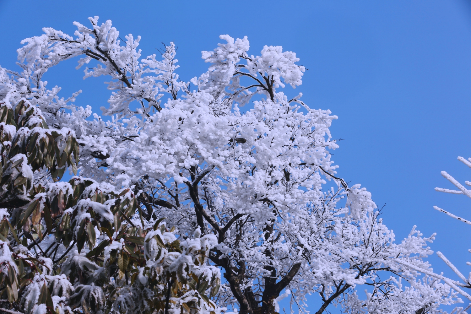 瑞雪迎春