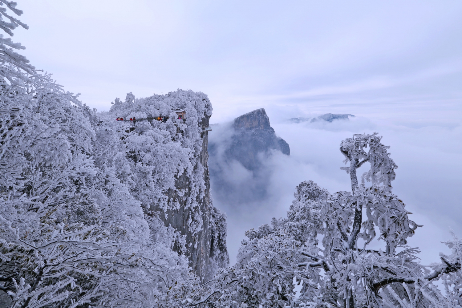 傲霜斗雪