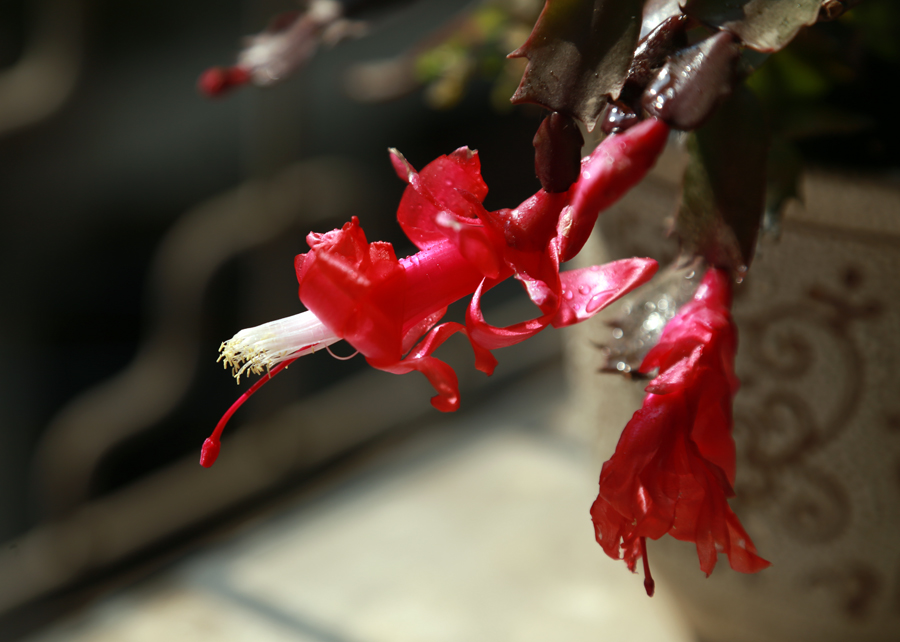 盆花 2