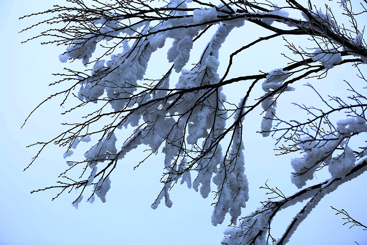 雪韵