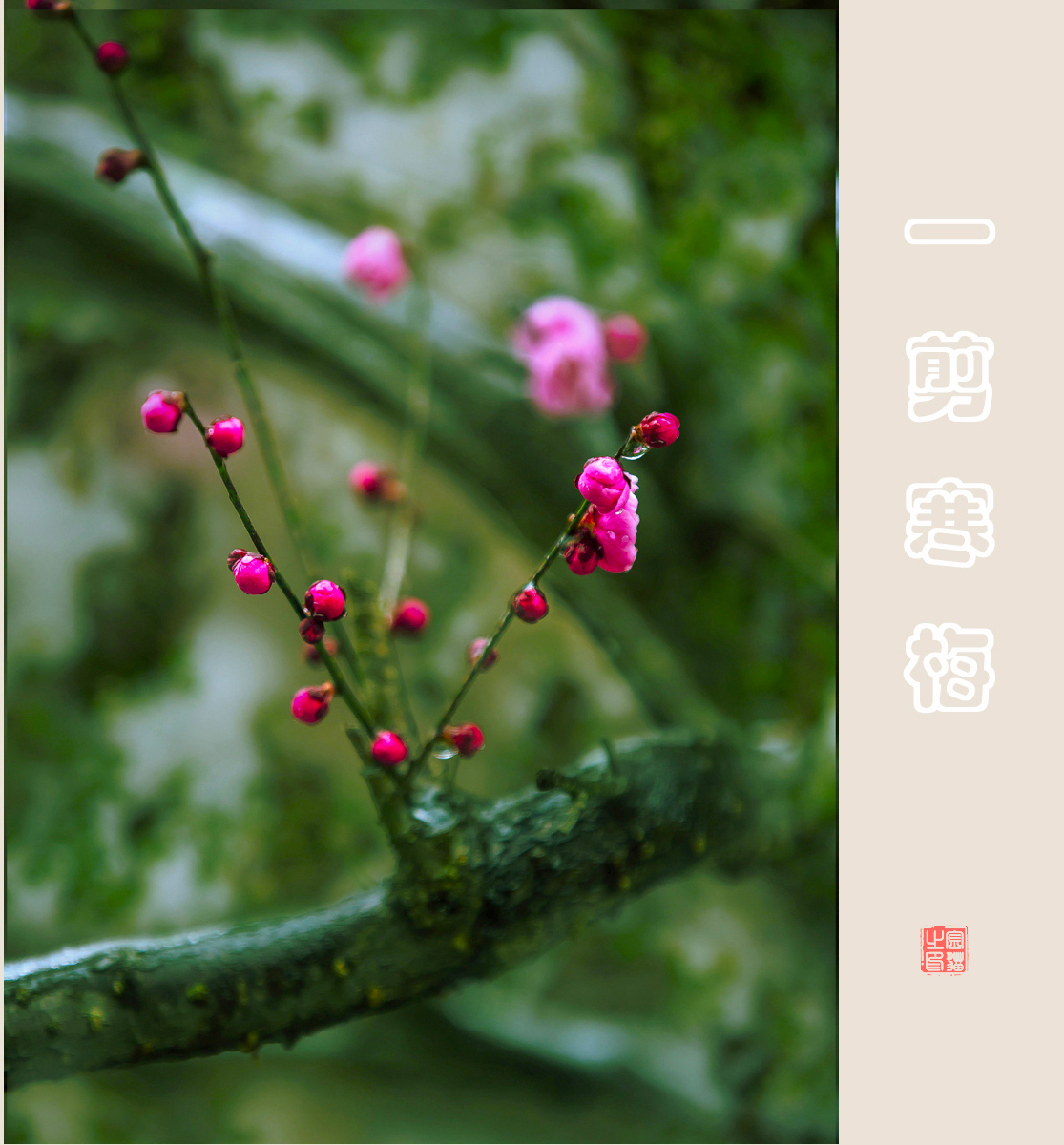 寒  梅