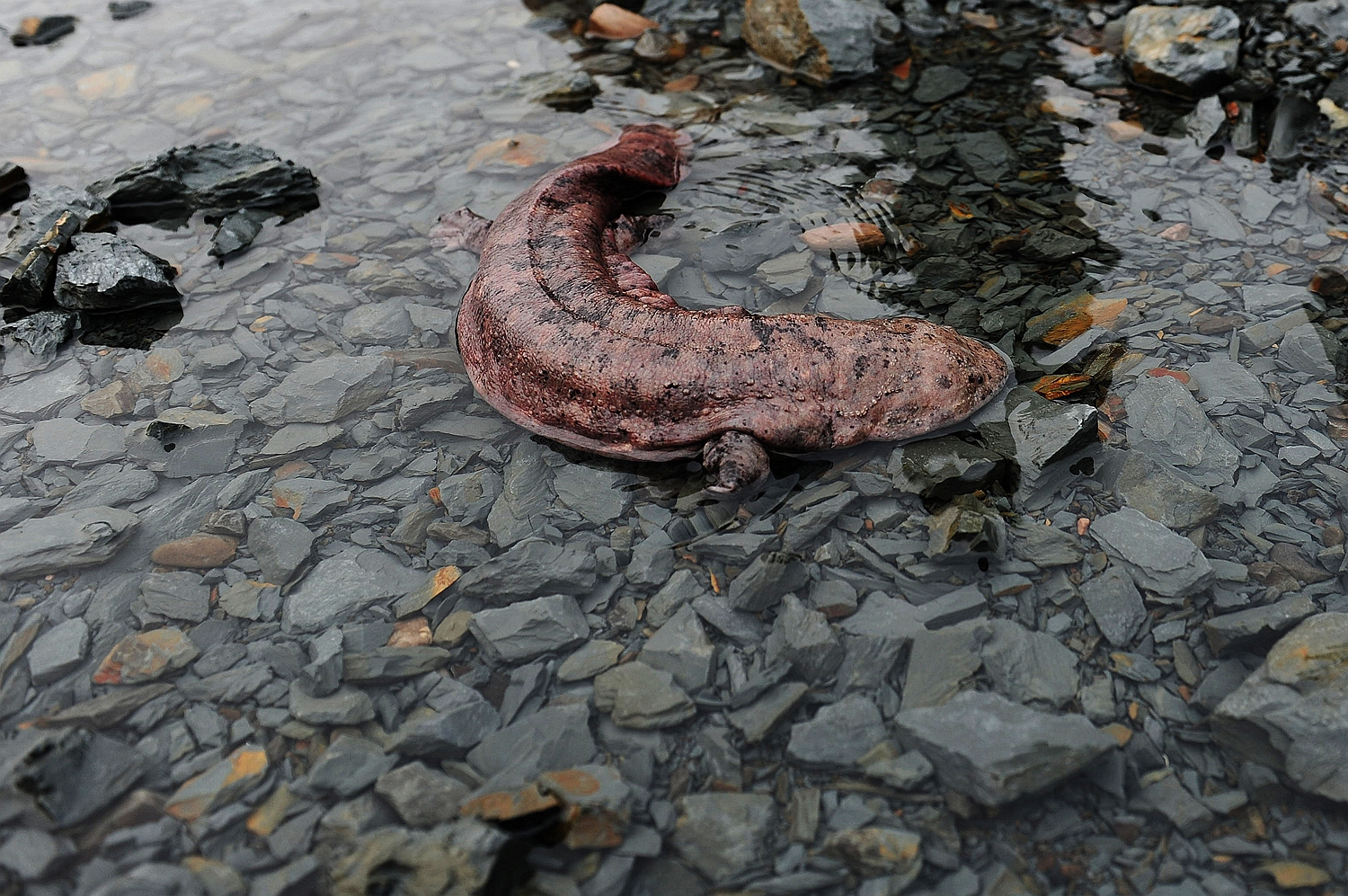 年年有鱼