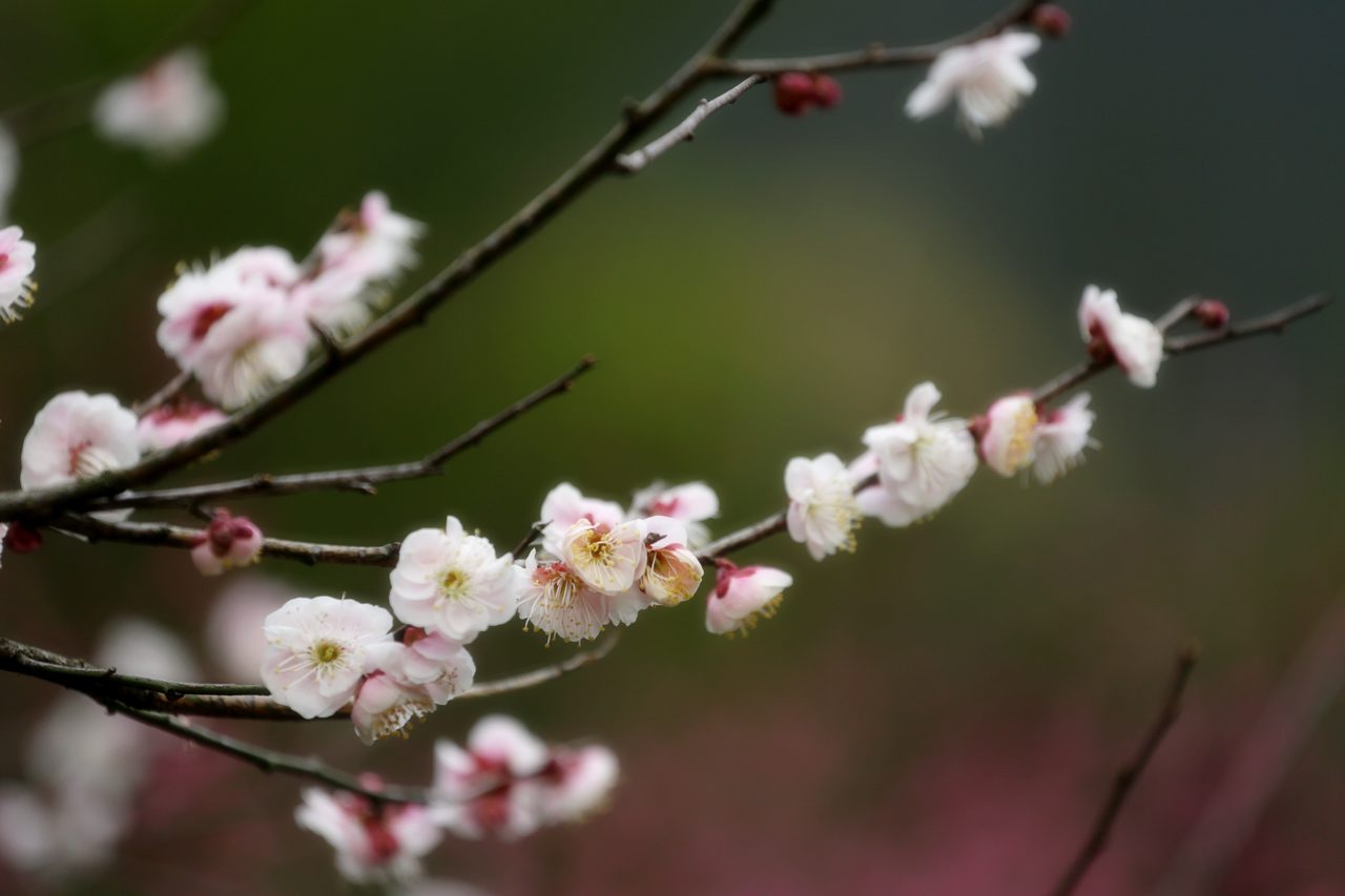 梅