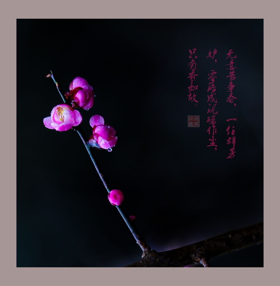 赏梅