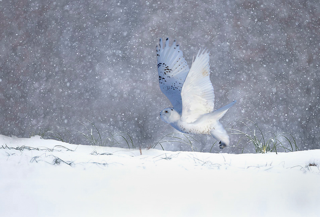 雪鸮