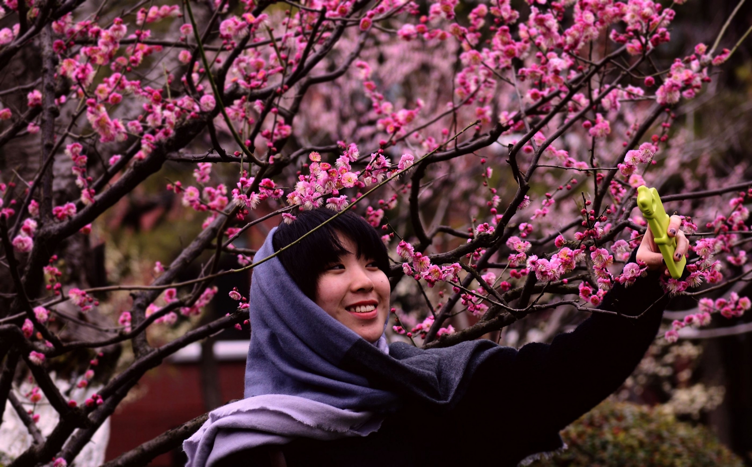 恋花