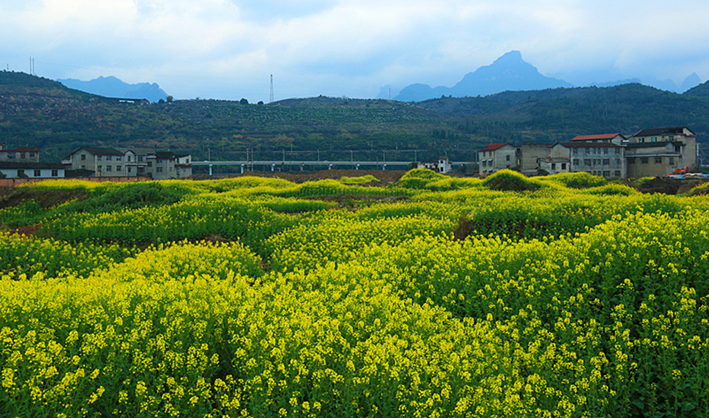 油菜花
