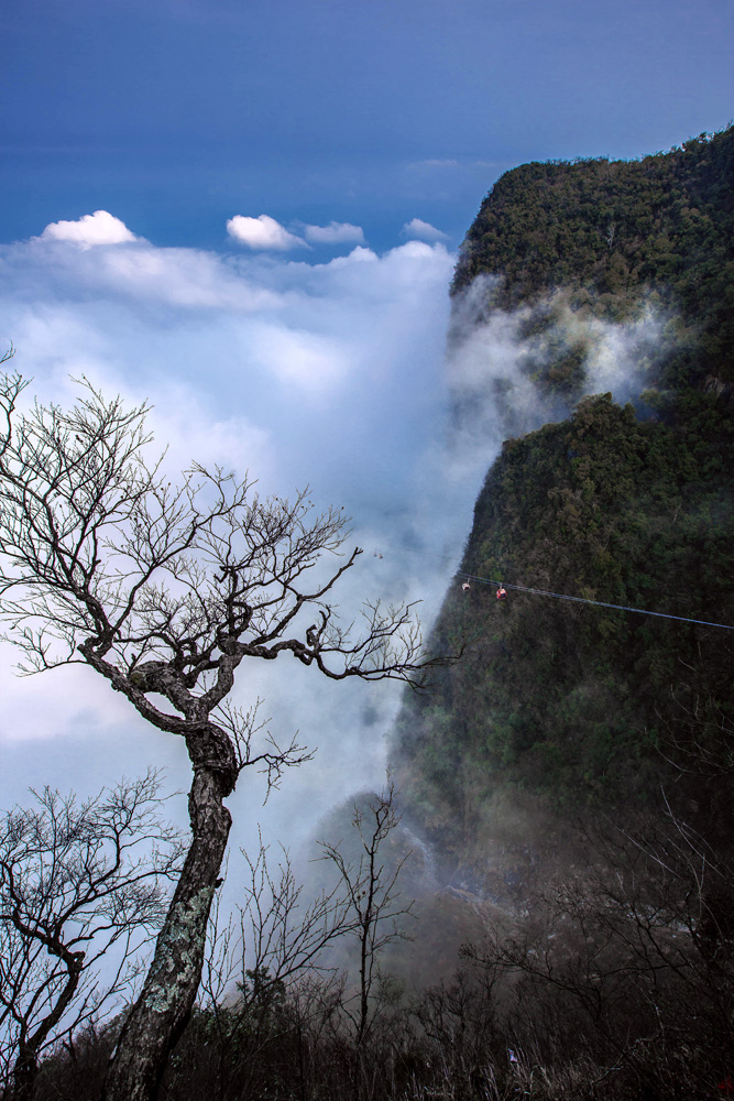 枯树与山峰的对话