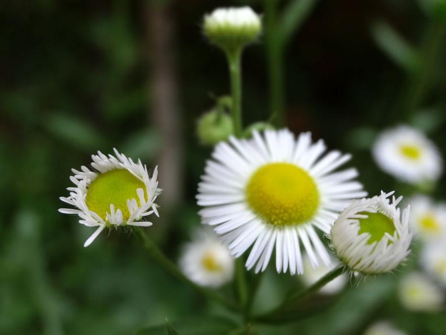山花烂漫
