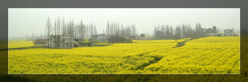 油菜花开美乡间