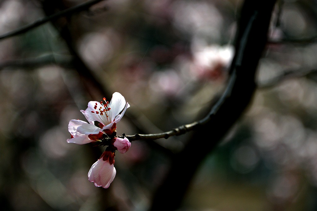 梅花初放