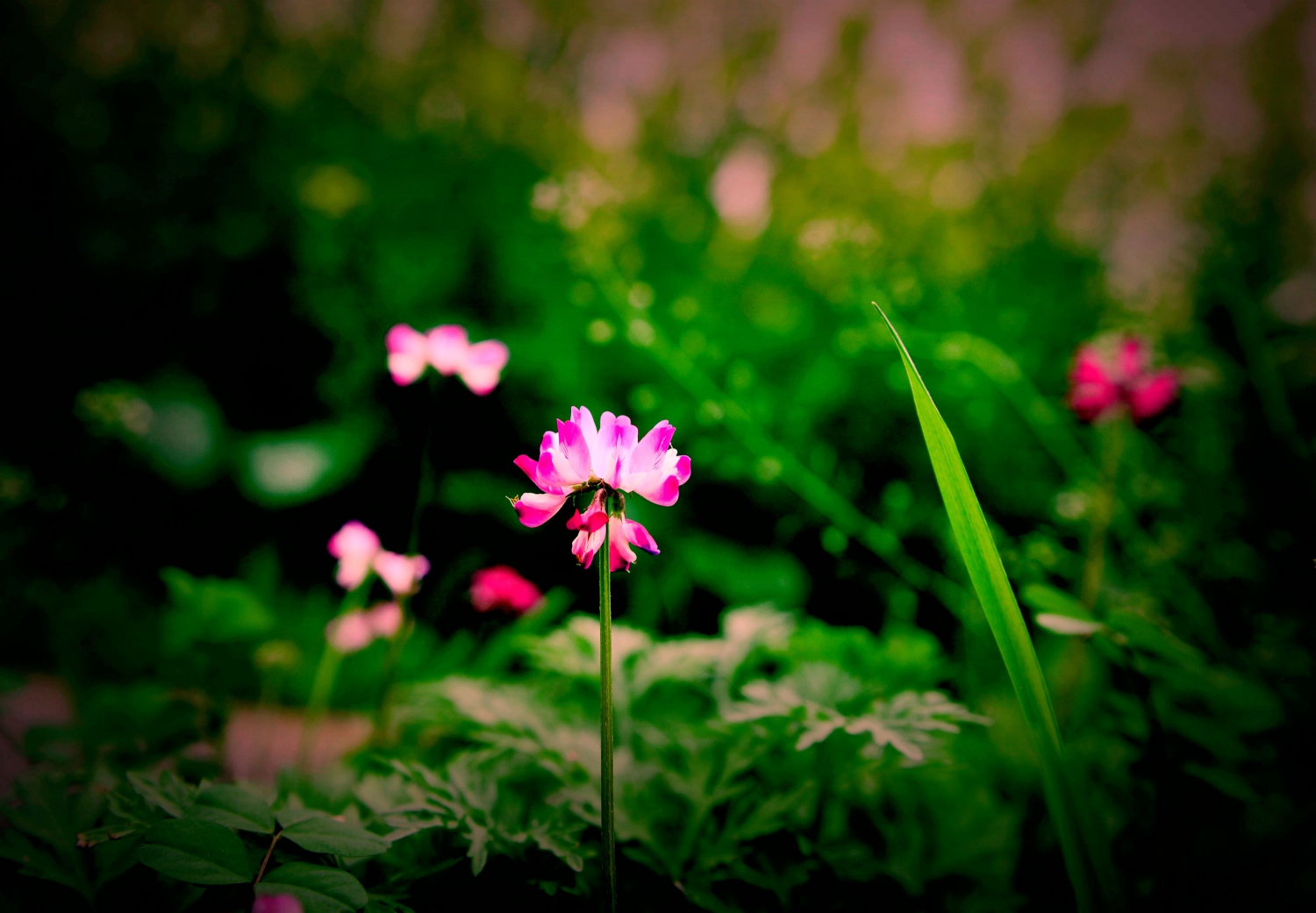 赏花3