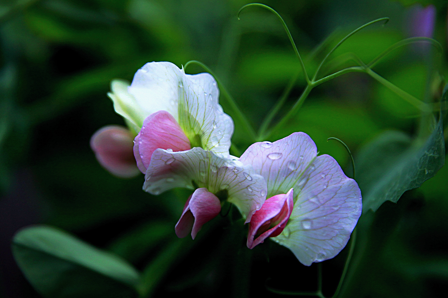 豌豆花（三）