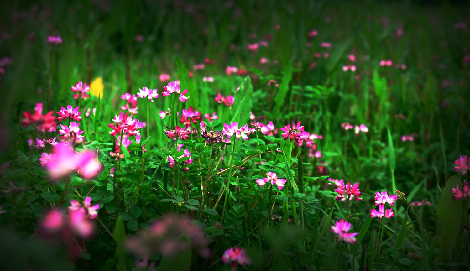 赏花2