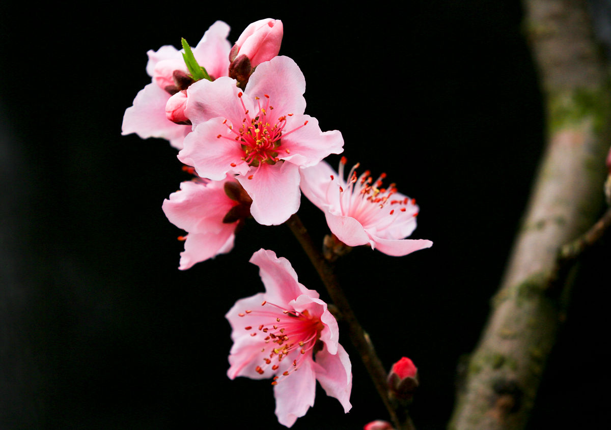 桃花盛开