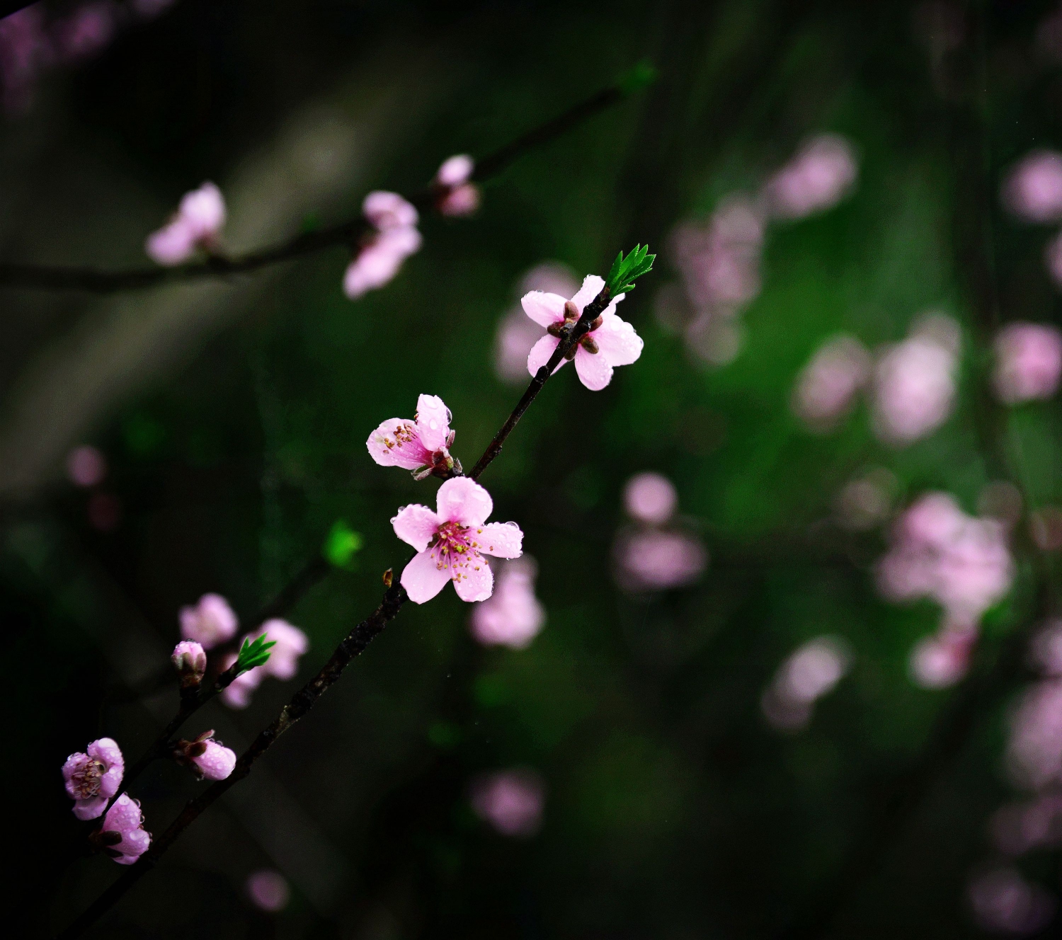 赏花4