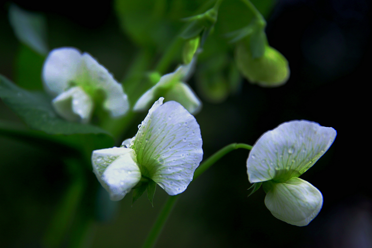 豌豆花（一）