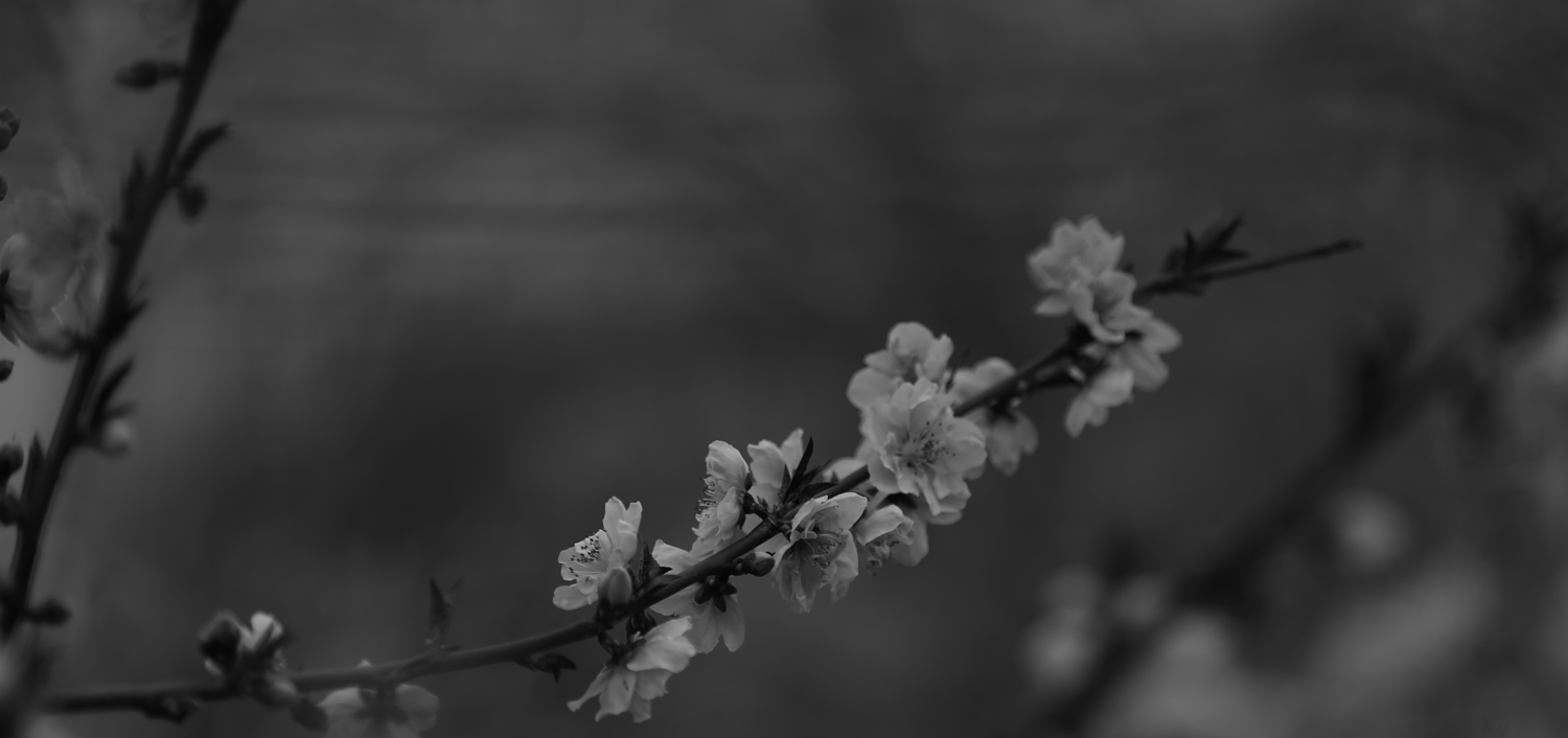 桃花绽放