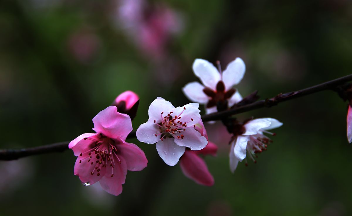 春暖花开