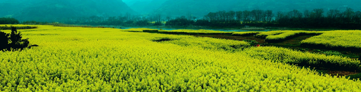 花溪6