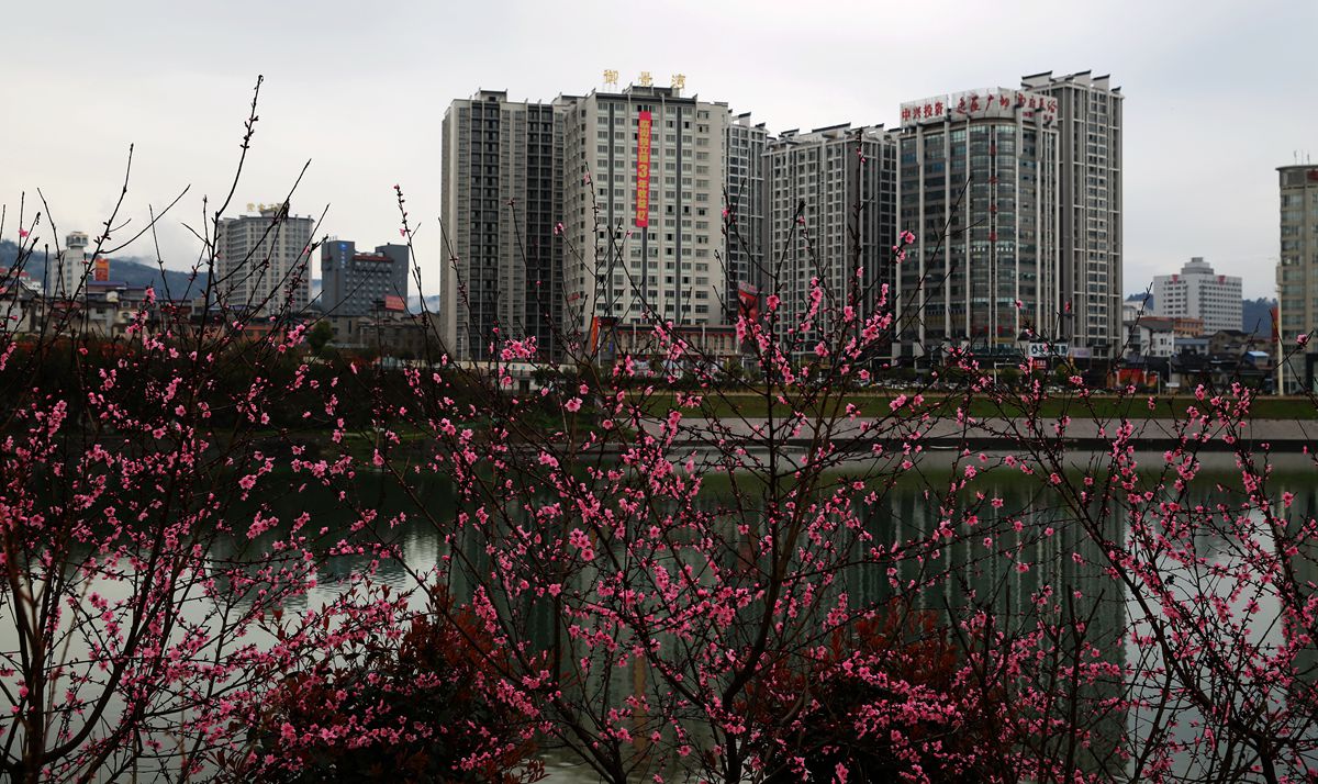 桃花盛开澧水岸
