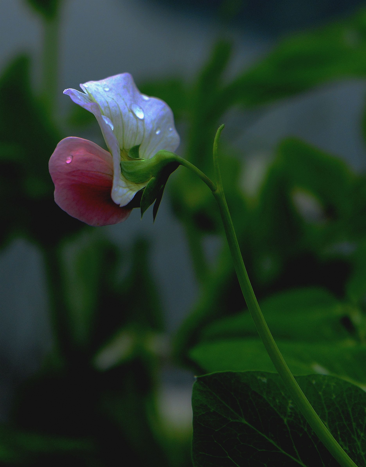 一枝豆花