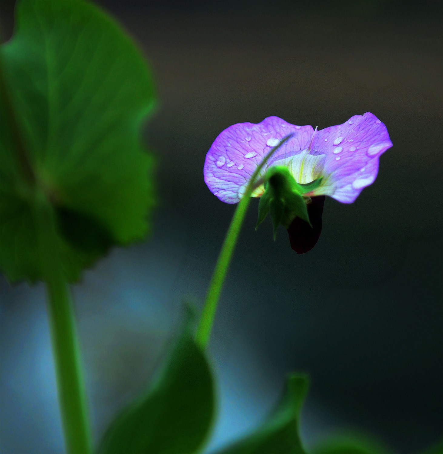一枝豆花2
