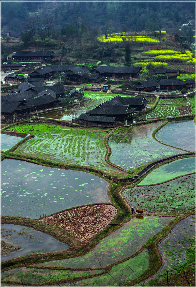 乡村春早