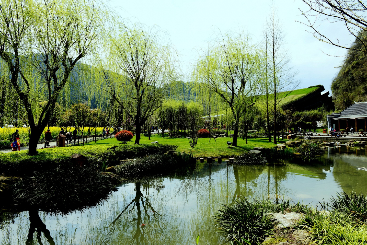 杨柳青青