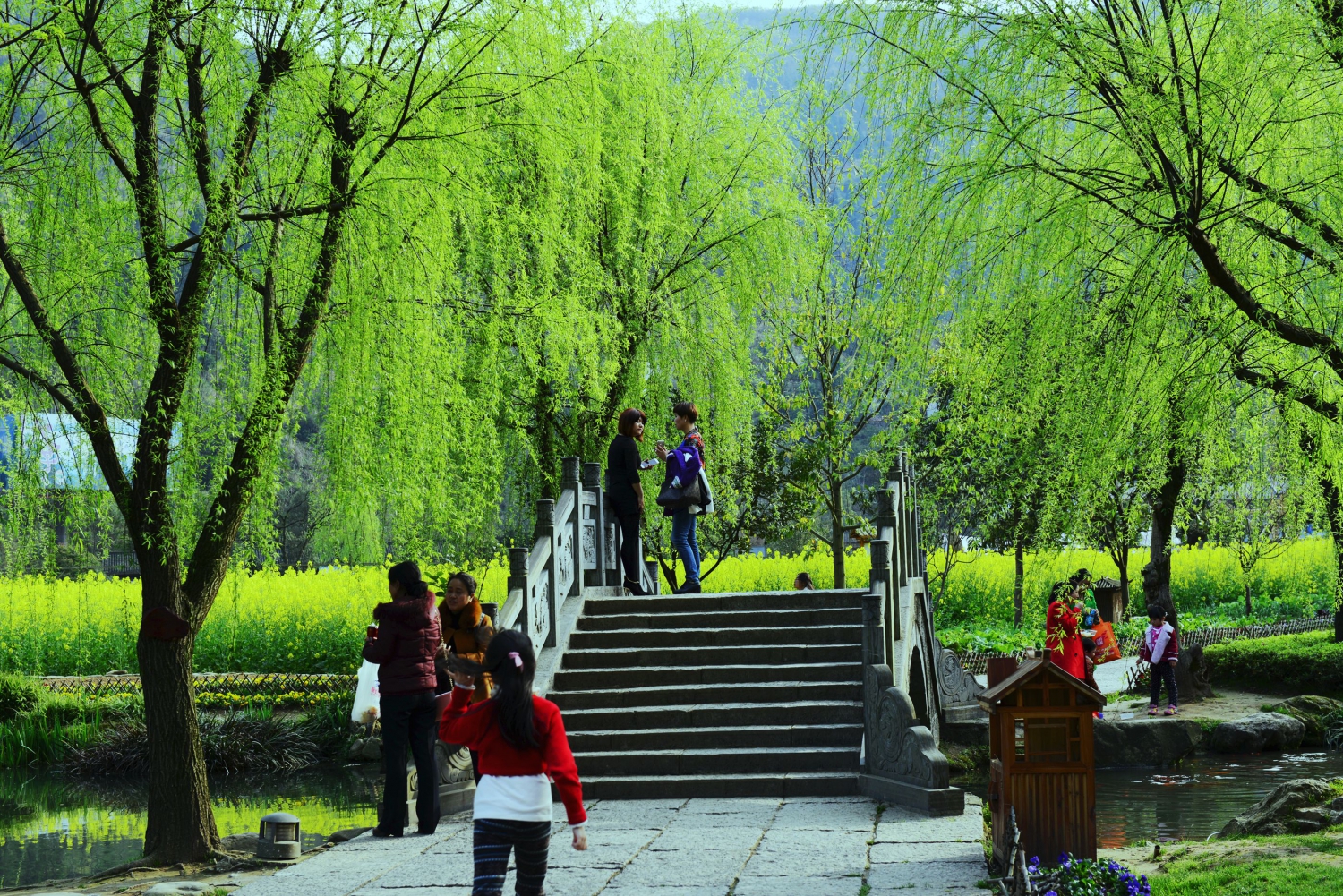 杨柳青青