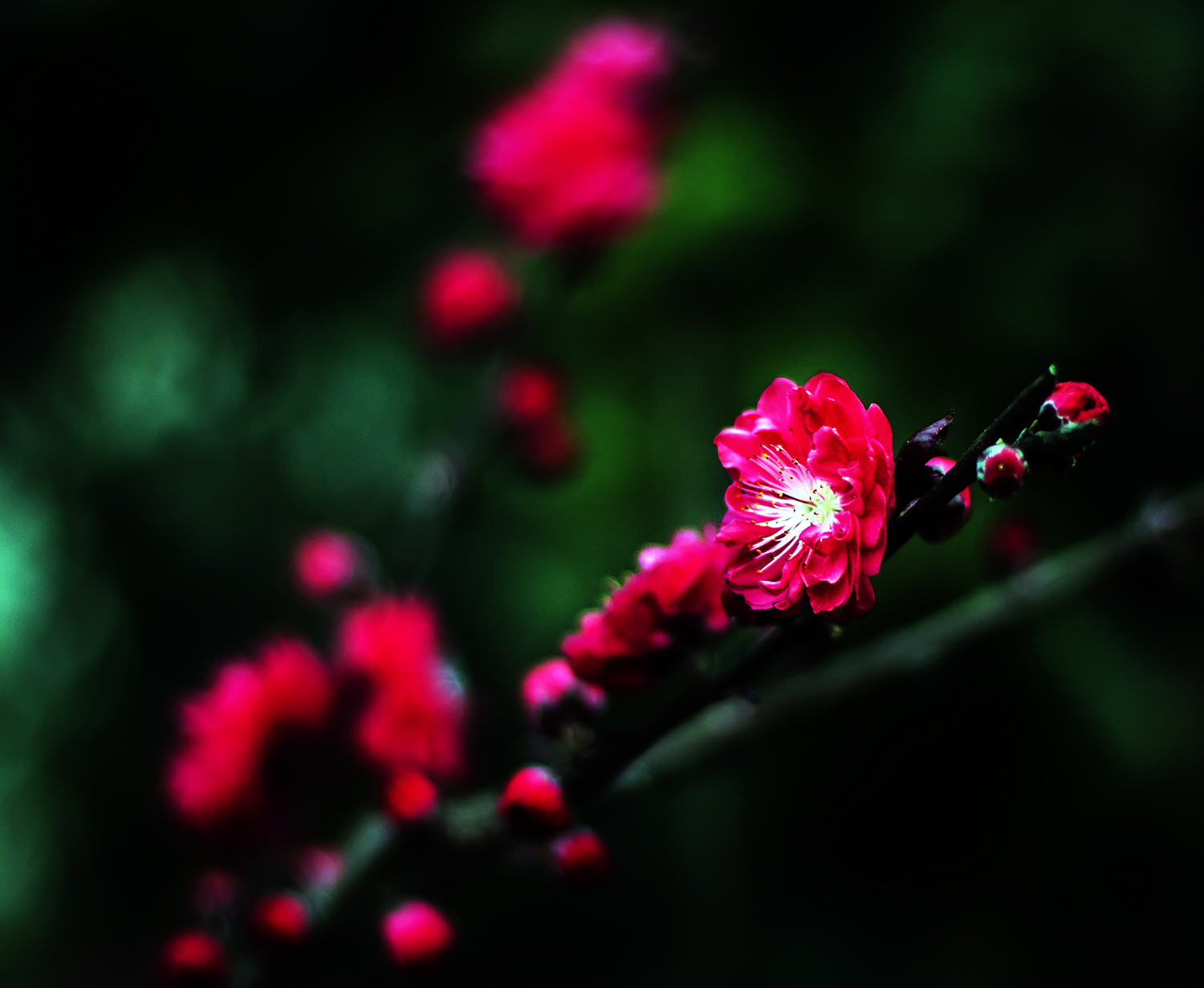 桃花